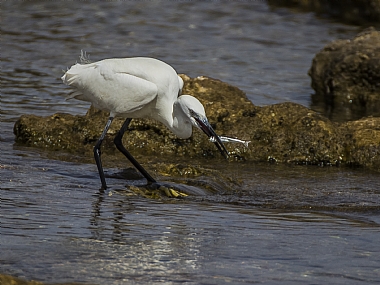 לבנית 5 תפסה דג