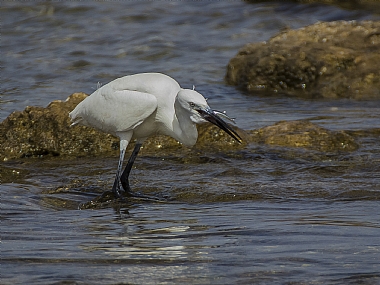 ליבנית 6 הדג נבלע