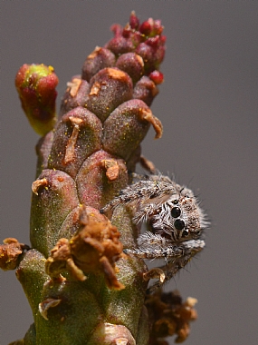 עיניים פקוחות לרווחה