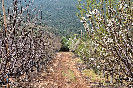 ראשית צמיחה