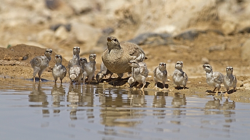 קורא מדברי ...