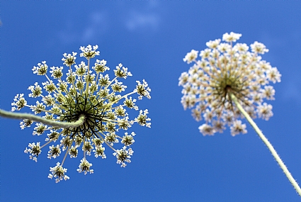דברים שרואים מכאן