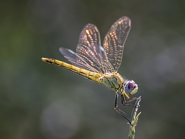כנפיים זוהרות