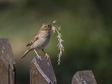 עניין עם פועלי בניין