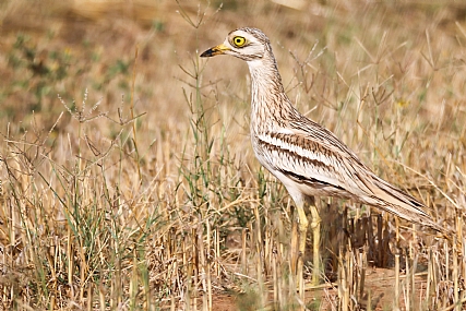 במלא תפארתו