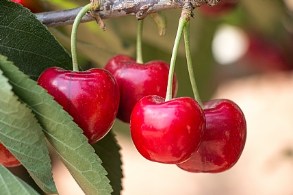 עונת הדבדבנים 