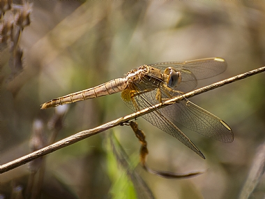 כנפיים שקופות