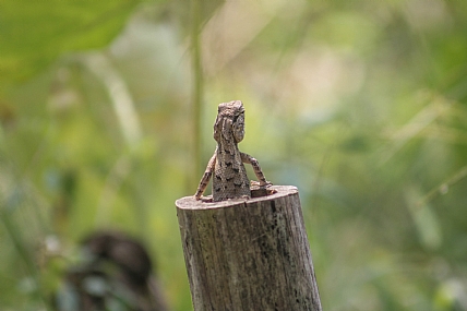צילום: אור קורן