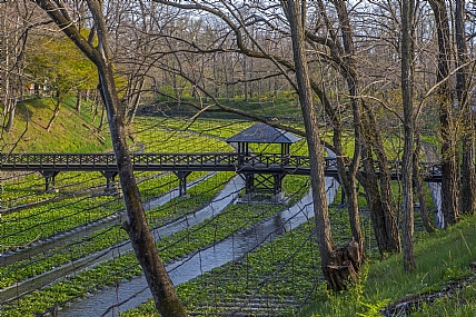 שדות וואסאבי
