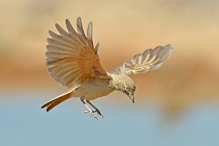 עפרוני מדבר