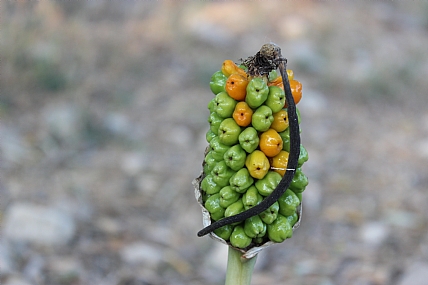 צמח נסתר בקפלי ההרים