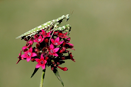 גמל שלמה משובץ