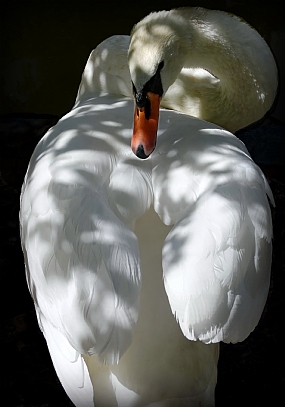 צל עץ תמר לאור ירח