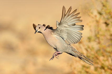 תור הצווארון