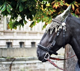 אציל נשלט ...