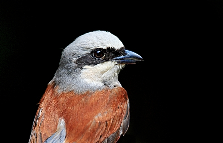 פורטרט לחנקן אדום גב.
