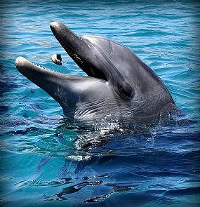 בגלל המים... 