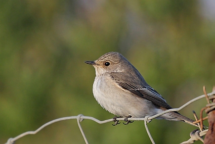 חטפית אפורה **