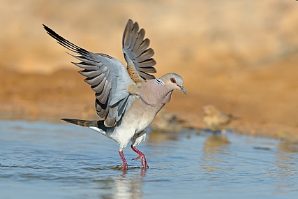 הולכת על המים