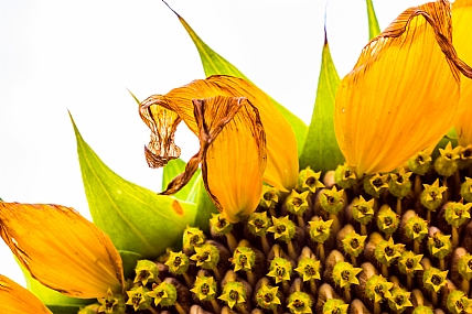 התפרצויות על פני החמה