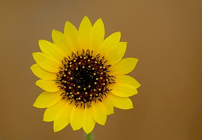 חמניה מצויה