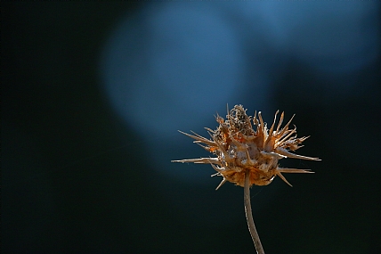 קרן אור על דרדר