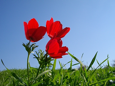 צילום: ידידיה שיזגל