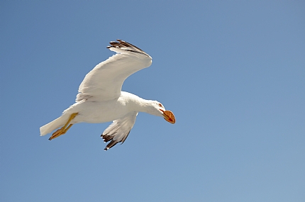 עם קרקר בפה