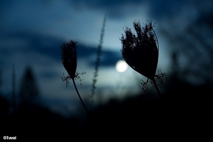 אורחים מהחלל 2