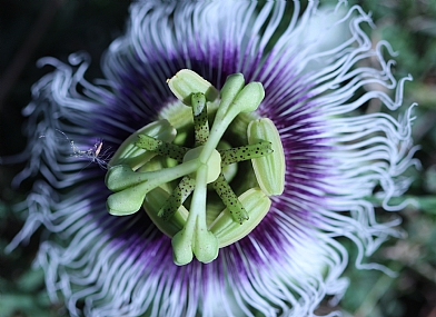 השעונית והפולש