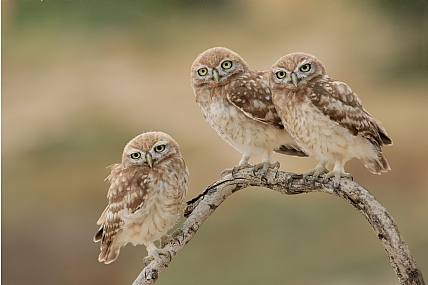 שוקולד מנטה מסטיק