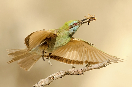 לעוף אל הגוזל