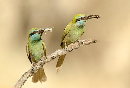 בהמתנה להאכלה