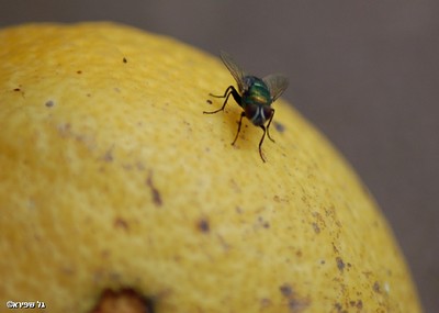 כוכב הלכת שלו