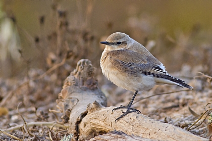 סלעית אירופית