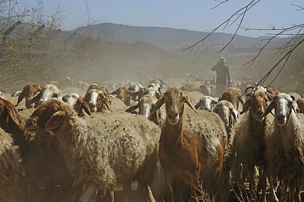 רועה  וצאן .
