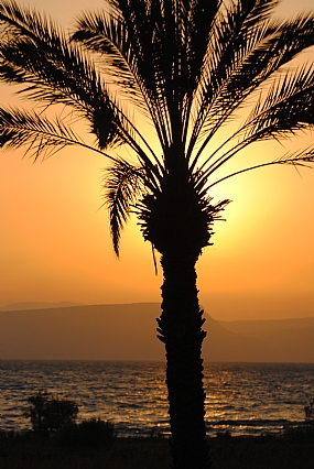 שקיעה בכנרת עם עץ תמר