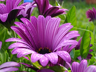 צילום: ידידיה שיזגל