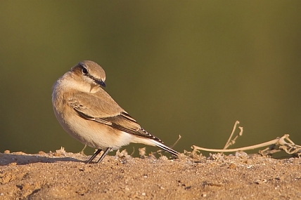 סלעית ערבות