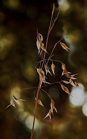 ריקוד סתווי