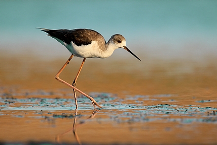 בצעדים קלים