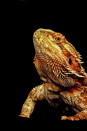Dragon Profile