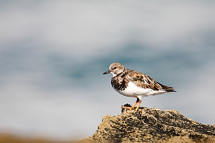 בארוחת בוקר