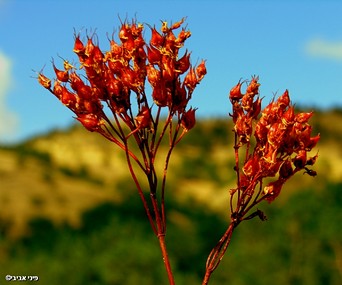 יופיים של צמחי הבר