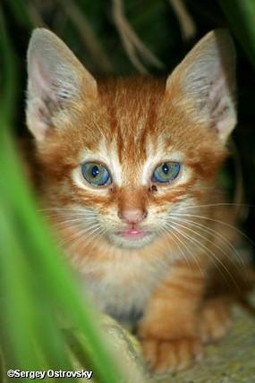 קוראים לו ראול