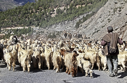 הנהירה דרומה