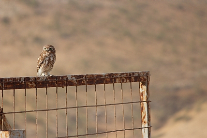 יושב על הגדר