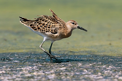 בצעדים קלים