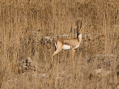 פגישה מקרית