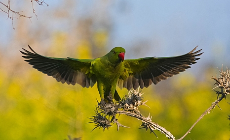 עושה שרירים